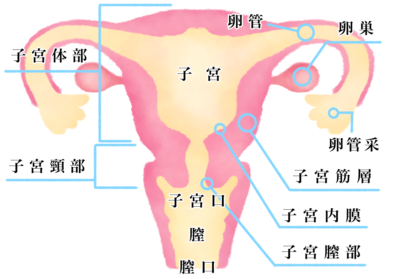 子宮内膜痛はどんな感じですか?